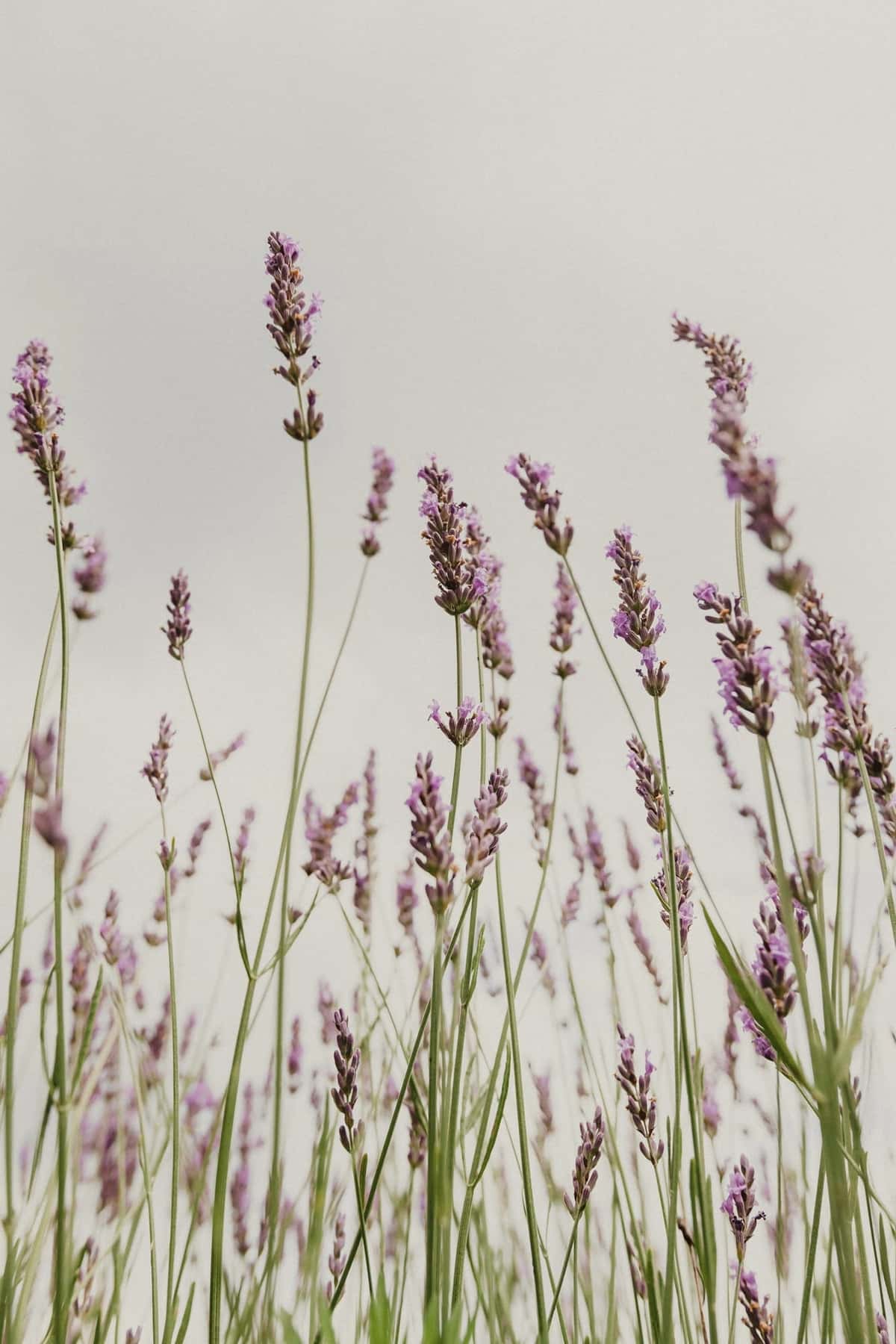 Lavender stems against a pale sky