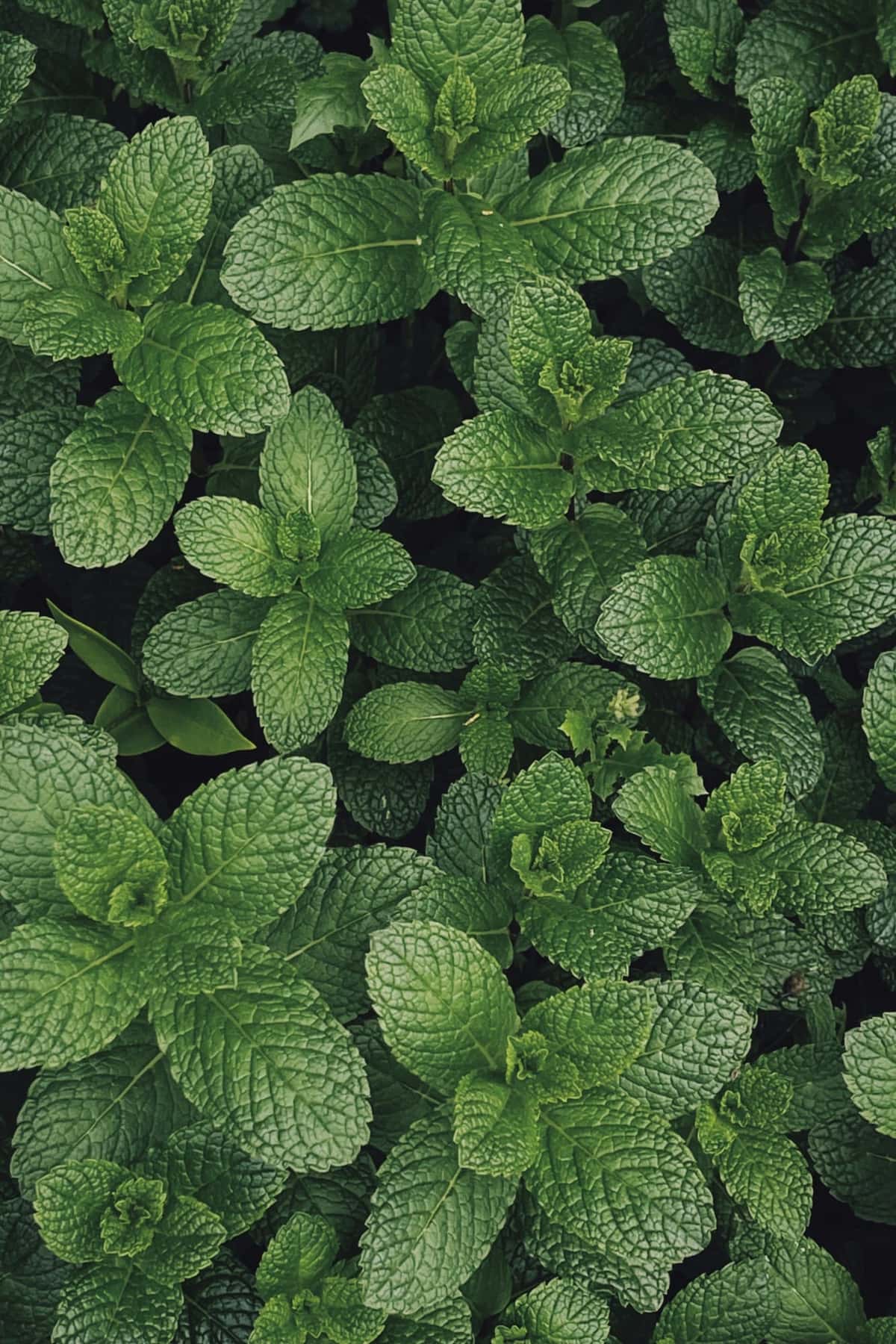 Dense peppermint leaves seen from above