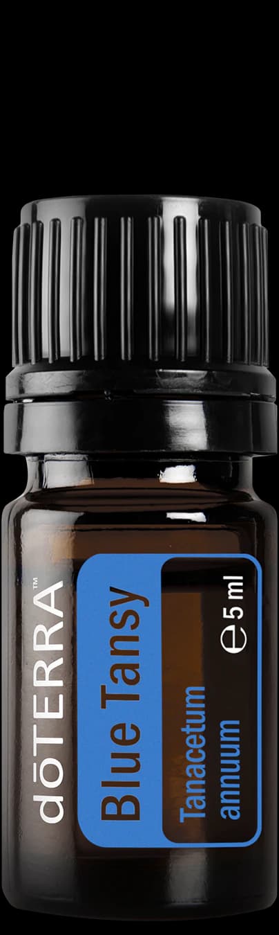 Blue Tansy, official product photo